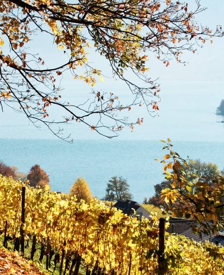 victoria_jungfrau_hotel_hotel_destination_interlaken