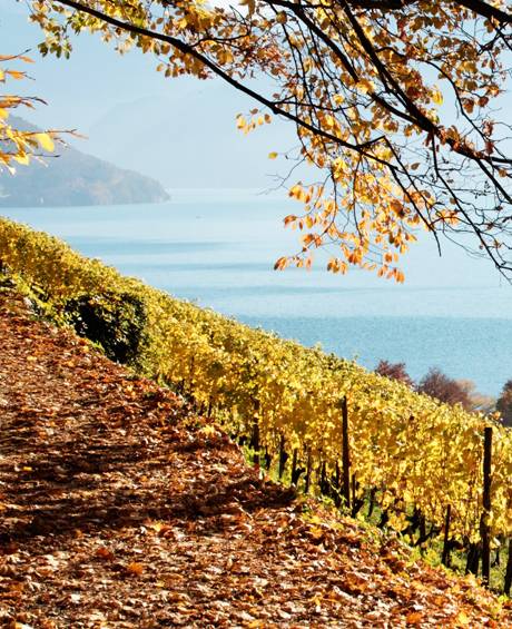 victoria_jungfrau_hotel_hotel_destination_interlaken